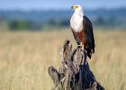 Richard Hall - African Fish Eagle Chobe NP (Open).jpg : African Fish Eagle, Birds, Chobe
